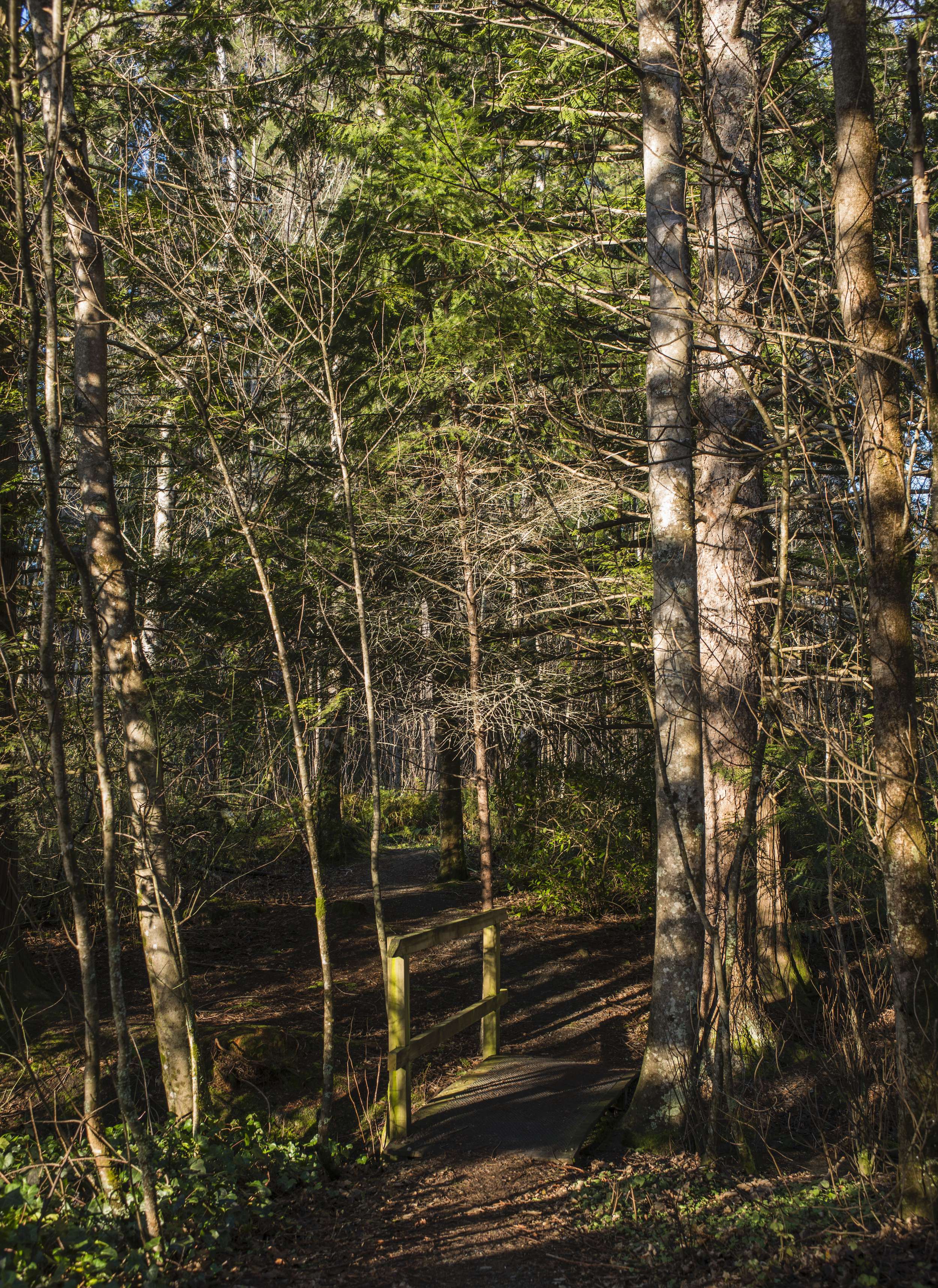 Heritage Forest Walks : Forest Walk : Forest Journey | Hanmer Springs ...